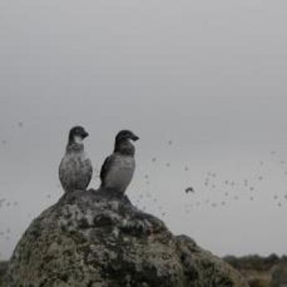 chamissonis